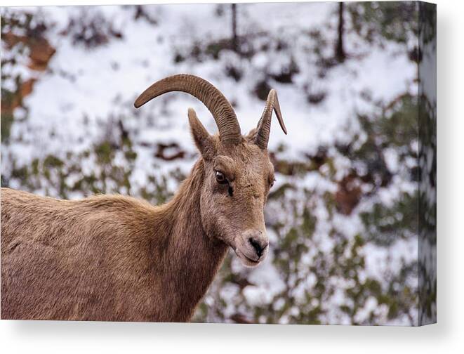 Bighorn Canvas Print featuring the photograph Zion Bighorn Sheep close-up by Gaelyn Olmsted