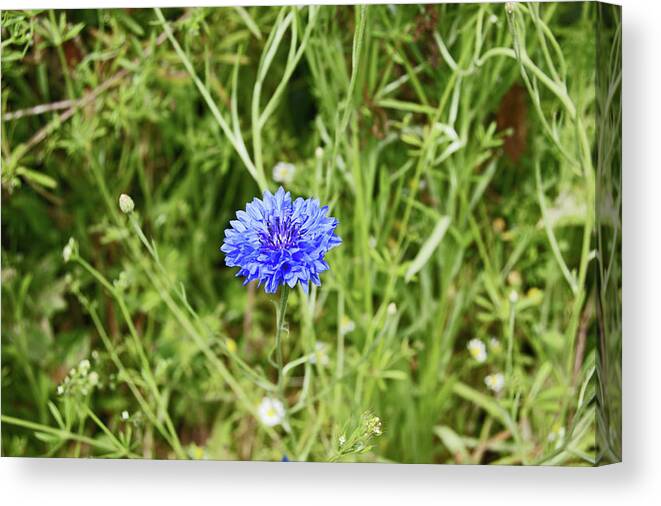 Heswall Canvas Print featuring the photograph 06/07/19 HESWALL. The Wirral Way. Blue Cornflower. by Lachlan Main