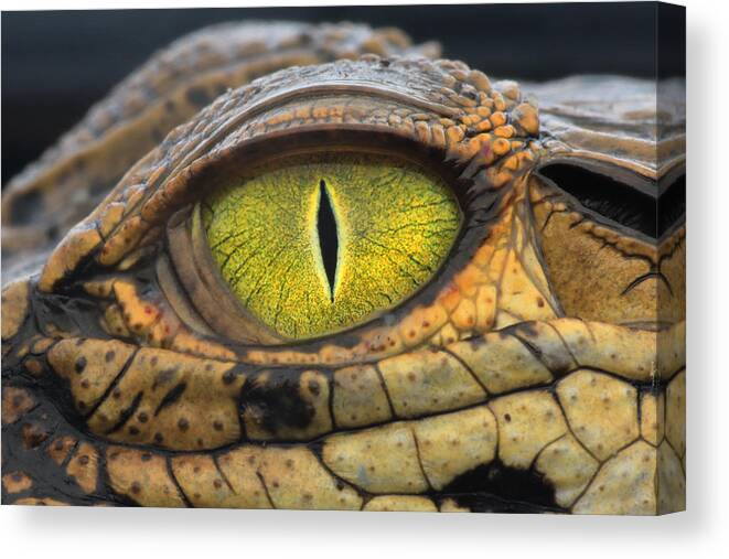 Eye Canvas Print featuring the photograph #1 by Hendy Mp