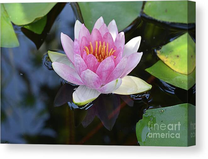 Flowers Canvas Print featuring the photograph 7326-water Lilly #1 by Elvira Ladocki
