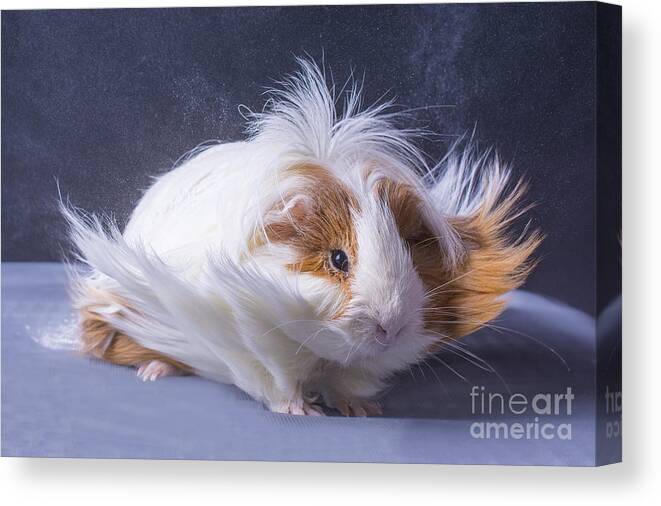Small Canvas Print featuring the photograph A Guinea Pigs Hair Is Blowing by Ebphoto