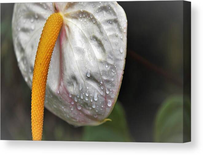 Anthurium Canvas Print featuring the photograph Anthurium After the Rain by Heidi Fickinger