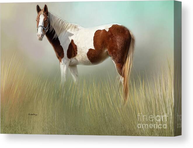 Horses Canvas Print featuring the mixed media American Paint Horse by DB Hayes