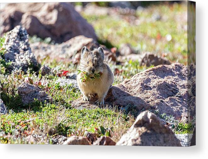 Pika Canvas Print featuring the photograph American Pika with a Mouthful #1 by Tony Hake