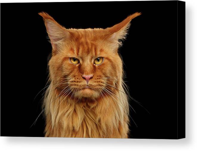 #faatoppicks Canvas Print featuring the photograph Angry Ginger Maine Coon Cat Gazing on Black background #2 by Sergey Taran