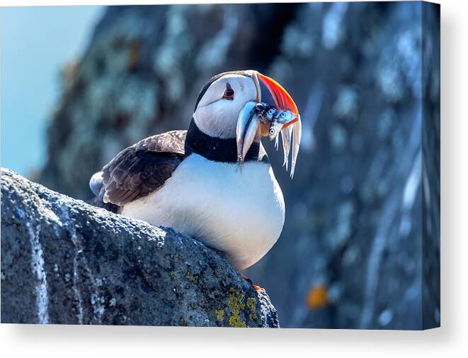 Puffin Canvas Print featuring the photograph Atlantic Puffin #1 by Kuni Photography