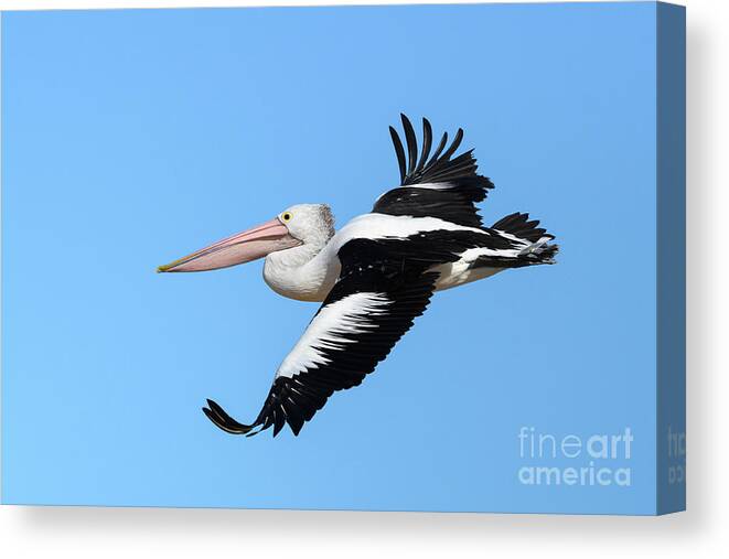 Animal Canvas Print featuring the photograph Australian Pelican #1 by Dr P. Marazzi/science Photo Library