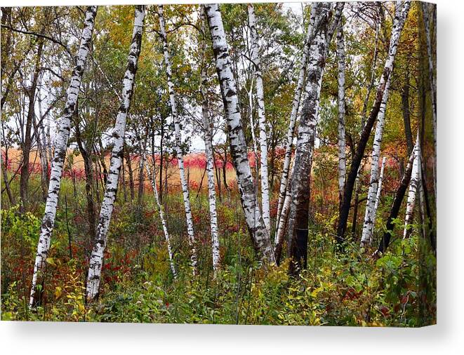 Autumn Canvas Print featuring the photograph Autumn Birch Grove #1 by Sarah Lilja