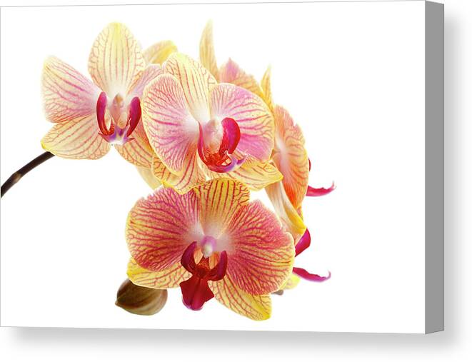 White Background Canvas Print featuring the photograph Beautiful White Orchid Xxxl #1 by Pannonia