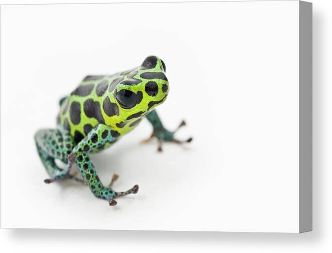 White Background Canvas Print featuring the photograph Black Spotted Green Poison Dart Frog #1 by Design Pics / Corey Hochachka