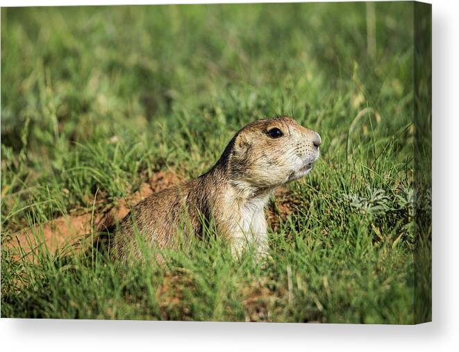 Prairie Dog Canvas Print featuring the photograph Black-Tailed Prairie Dog #1 by Donald Pash