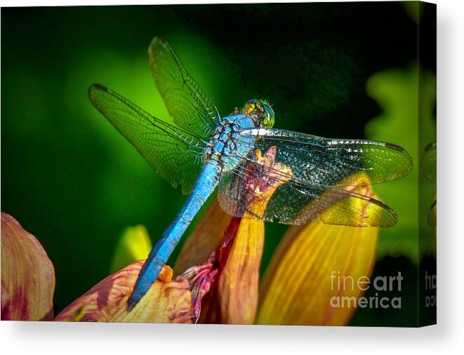 Beautiful Canvas Print featuring the photograph Blue Dragonfly #2 by Susan Rydberg
