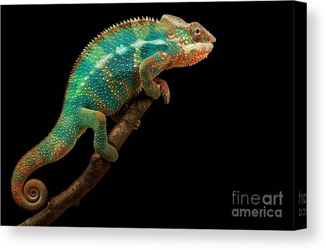 Small Canvas Print featuring the photograph Chameleon by Mark Bridger