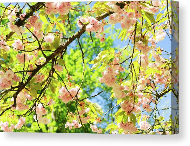 Background Canvas Print featuring the photograph Cherry tree blossom by Anastasy Yarmolovich