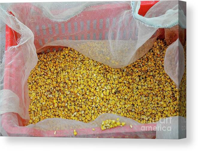 Chicken Feed Canvas Print featuring the photograph Chicken Feed #1 by Photostock-israel/science Photo Library