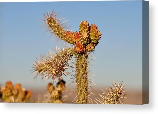 Cholla Canvas Print featuring the photograph Cholla #1 by Maria Jansson