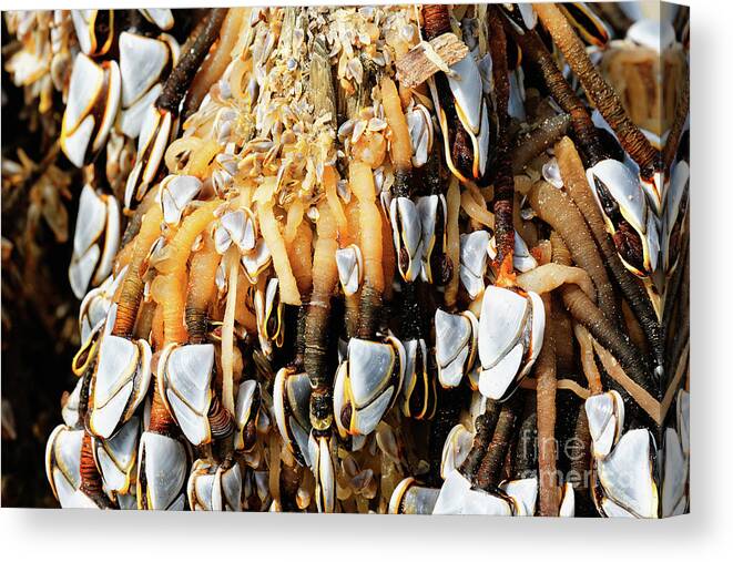 Goose Barnacles Canvas Print featuring the photograph Close up Gooseneck Barnacles Lepas anatifera attached to driftwo #1 by Robert C Paulson Jr