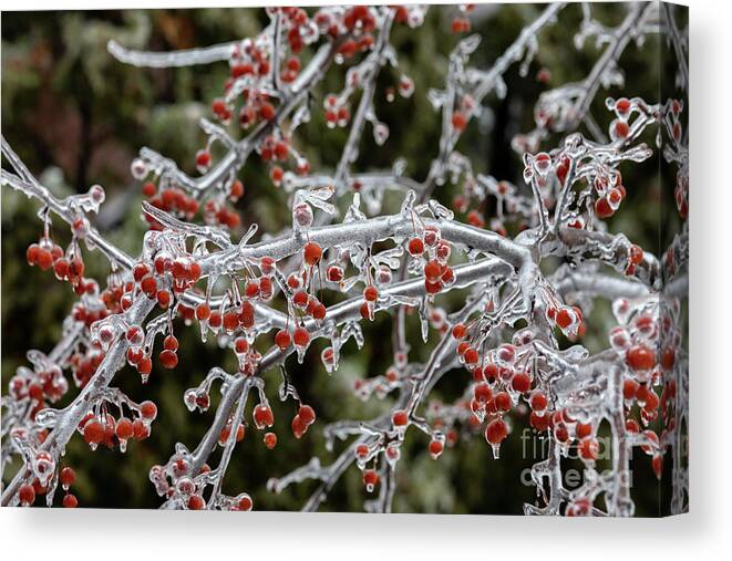 Ice Canvas Print featuring the photograph Crab Apple Tree #1 by Jim West