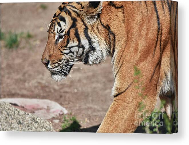 Tiger Canvas Print featuring the photograph Crossing Paths #1 by Robert WK Clark