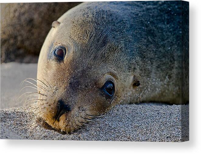 Sea Lion Canvas Print featuring the photograph Curious #1 by Ugur Erkmen