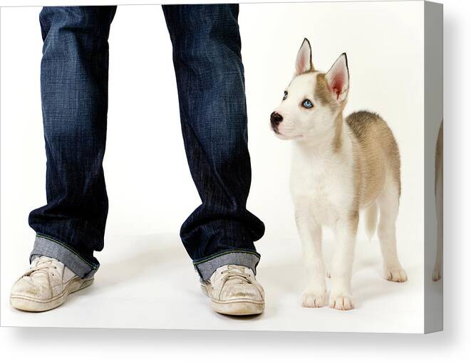 Husky Canvas Print featuring the photograph Cute husky puppy and his master on white #1 by Seeables Visual Arts