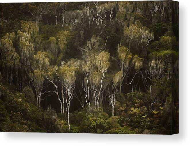 Landscape Canvas Print featuring the photograph Dark Forest #1 by Stanley Loong