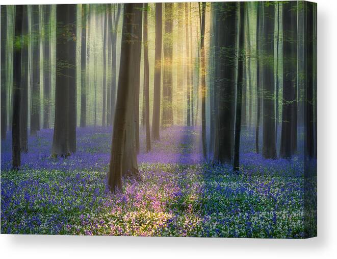 Summer Canvas Print featuring the photograph Daydreaming Of Bluebells by Adrian Popan