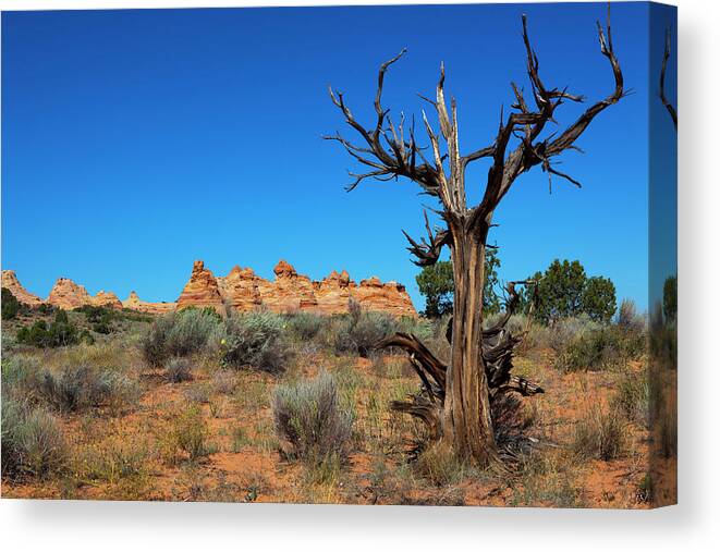 Scenics Canvas Print featuring the photograph Desert Landscape #1 by Lucynakoch