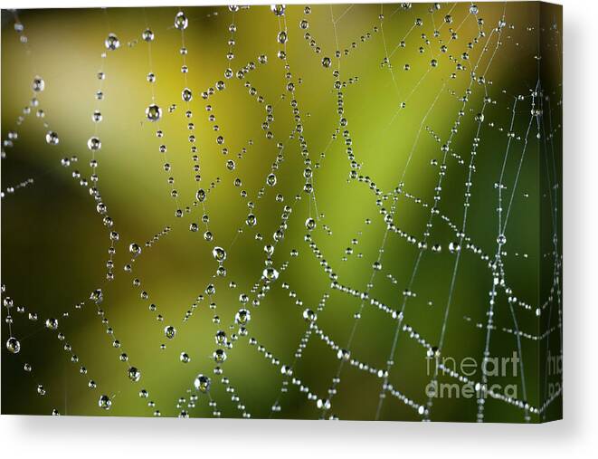Spider Web Canvas Print featuring the photograph Dew Drops On A Spider Web #1 by Olivier Vandeginste/science Photo Library