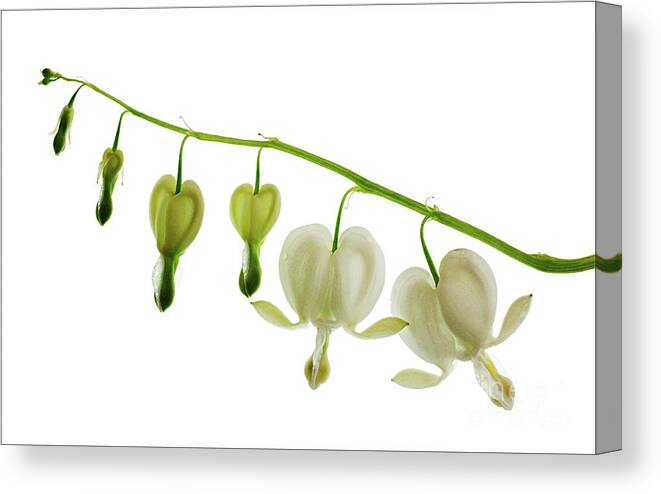 Dicentra Painting Canvas Print featuring the photograph Dicentra spectabilis alba #1 by John Edwards