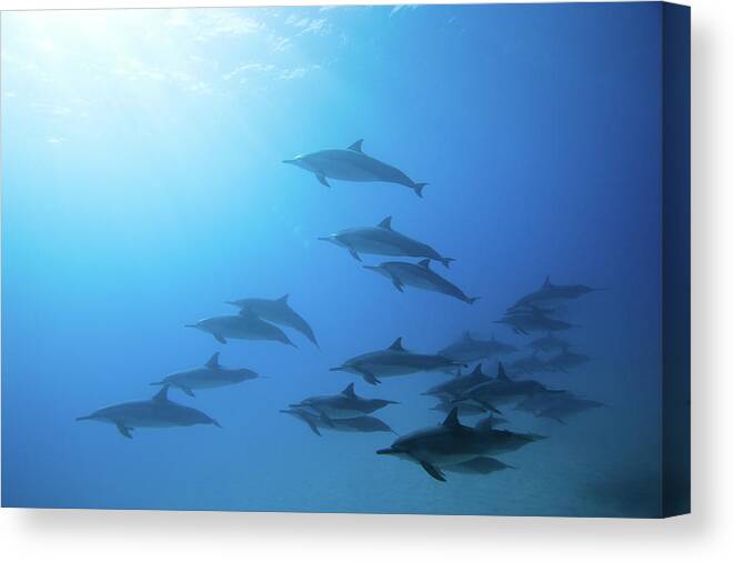 Underwater Canvas Print featuring the photograph Dolphins #1 by M Swiet Productions