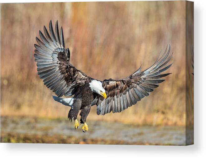 Eagle Canvas Print featuring the photograph Eagle Flight by Mike Centioli