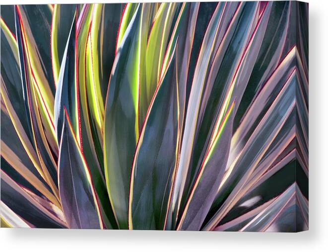 Agave Canvas Print featuring the photograph Edged in Light #1 by Leda Robertson