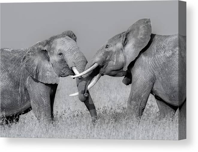 Elephant Canvas Print featuring the photograph Elephant Fight #1 by Jun Zuo