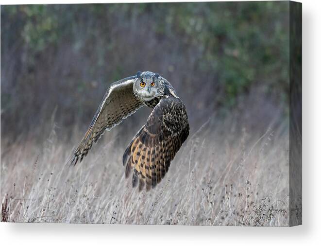 Owl Canvas Print featuring the photograph Eurasian Eagle Owl Flying #1 by Mark Hunter