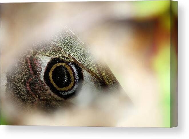 Eyespot Canvas Print featuring the photograph Eyespot #1 by Jimmy Hoffman