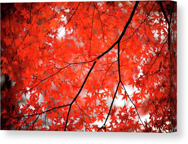 Tranquility Canvas Print featuring the photograph Fall Colors In Japan #1 by Jdphotography