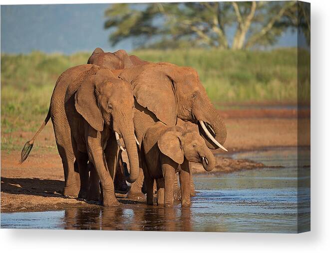 Elephant
Elephants
Animals
Wild
Wildlife
Nature
Rimanga
Rimanga Reserve
Africa
South Africa Canvas Print featuring the photograph Family #1 by Marco Pozzi
