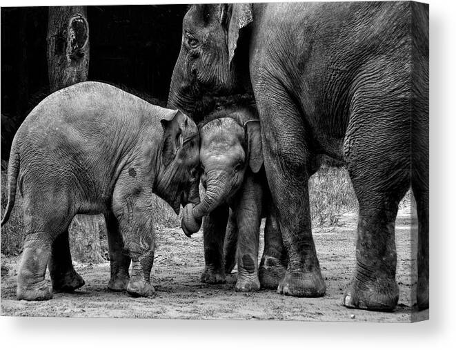 Elephant Canvas Print featuring the photograph Friends Forever #1 by Ernest Rex