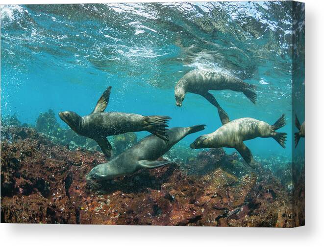 Animal Canvas Print featuring the photograph Galapagos Sea Lions Playing #1 by Tui De Roy