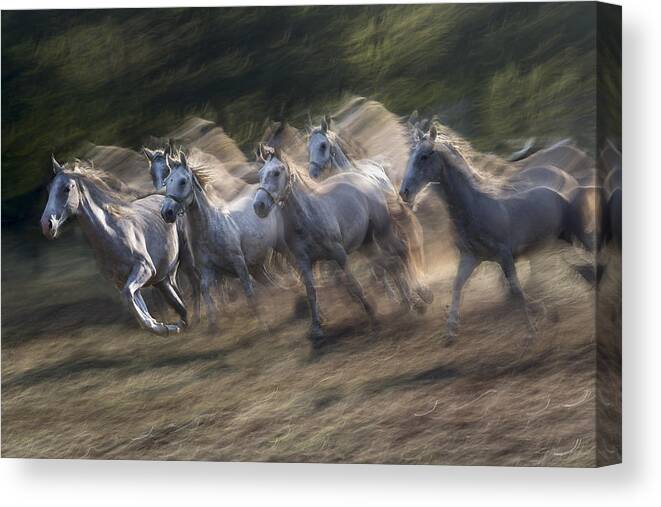 Horses Gallop Canvas Print featuring the photograph Galloping #1 by Milan Malovrh