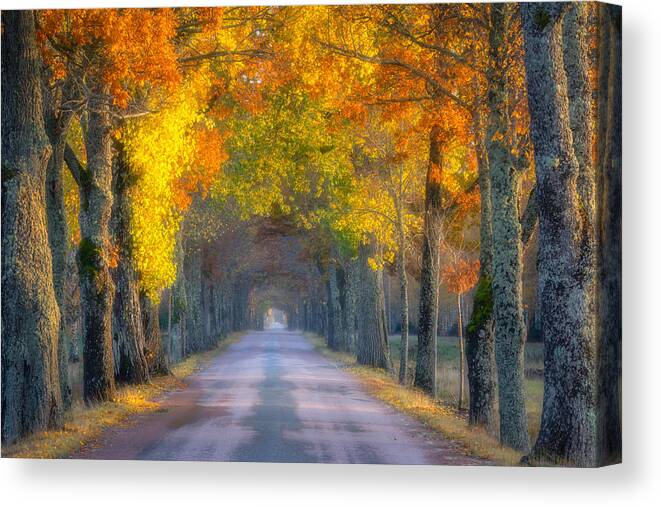 Surreal Canvas Print featuring the photograph Golden Passageway #1 by Ludwig Riml