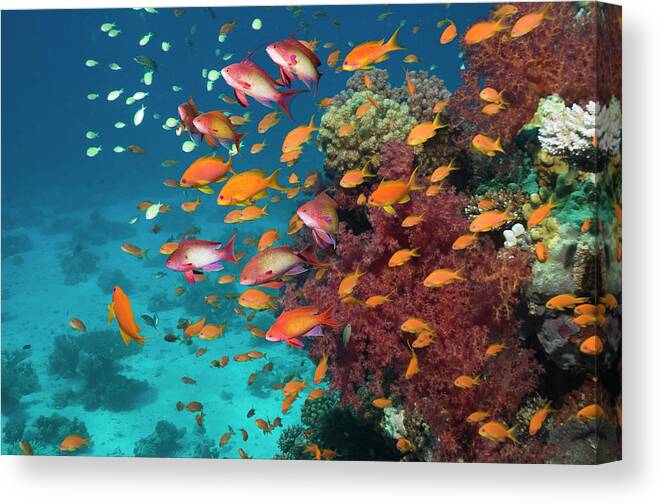 Tranquility Canvas Print featuring the photograph Goldies On Coral Reef #1 by Georgette Douwma