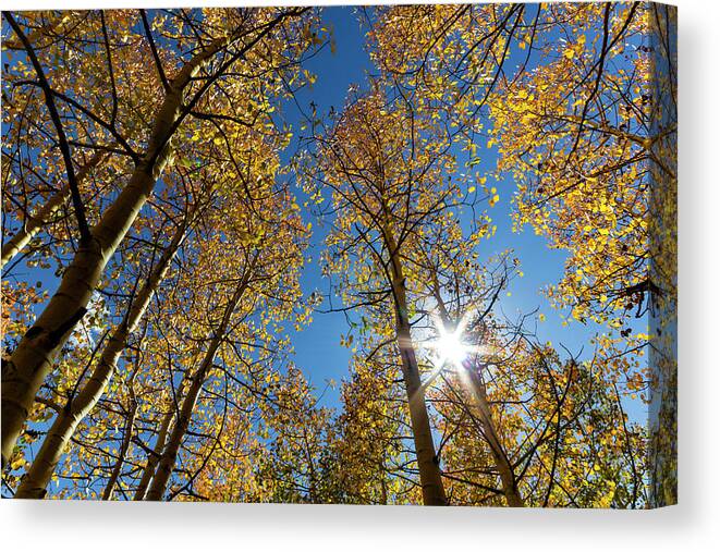Trees Canvas Print featuring the photograph Great Basin National Park Aspens #1 by Rick Pisio