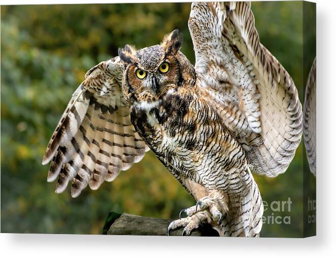 Great Horned Owl Canvas Print featuring the photograph Great Horned Owl #1 by Amy Porter
