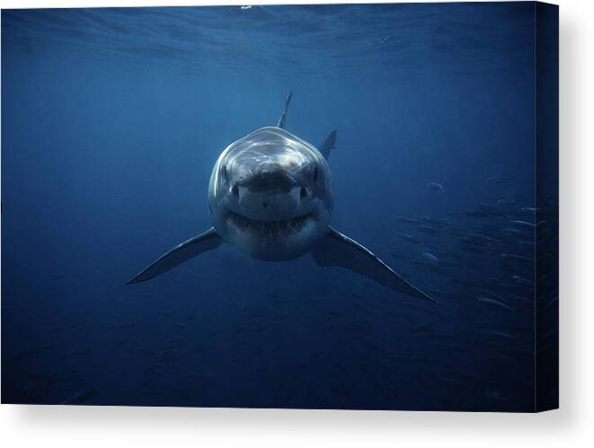 Underwater Canvas Print featuring the photograph Great White Shark,carcharodon #1 by Gerard Soury