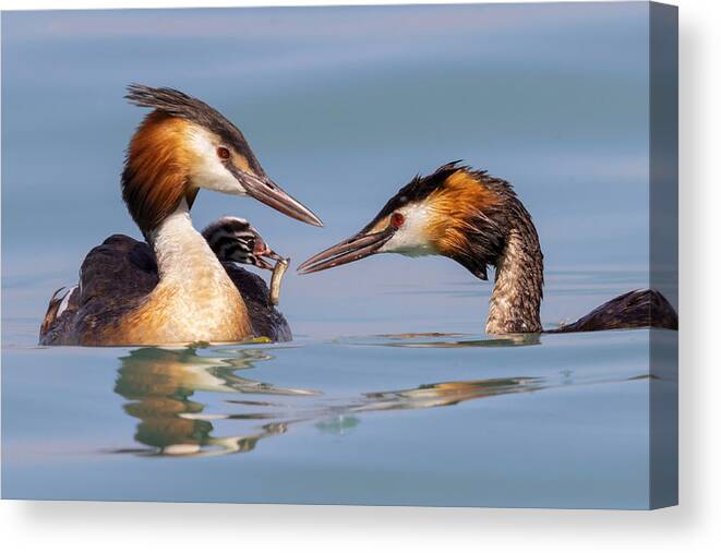 Nature Canvas Print featuring the photograph Grebe Family #1 by Paolo Bolla