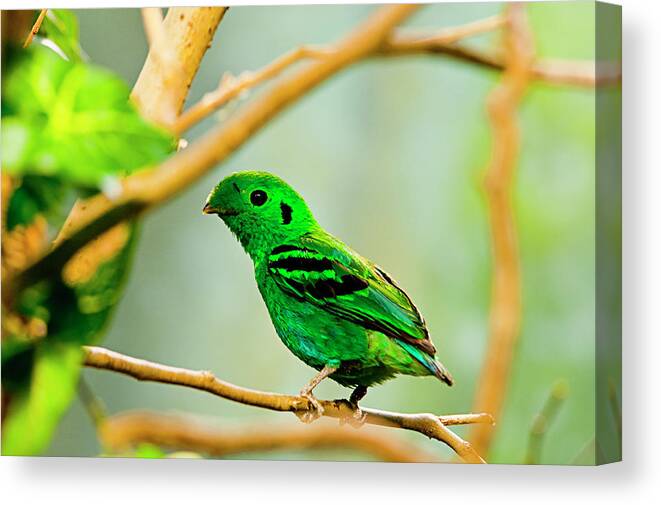 Animal Themes Canvas Print featuring the photograph Green Broadbill #1 by By Ken Ilio