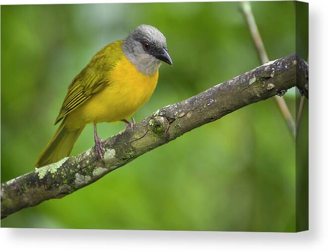 Colombia Canvas Print featuring the photograph Grey-Headed Tanager Entreaguas Ibague Tolima Colombia #1 by Adam Rainoff
