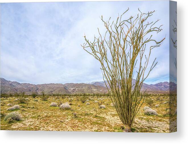 Growing Tall Canvas Print featuring the photograph Growing Tall #1 by Joseph S Giacalone